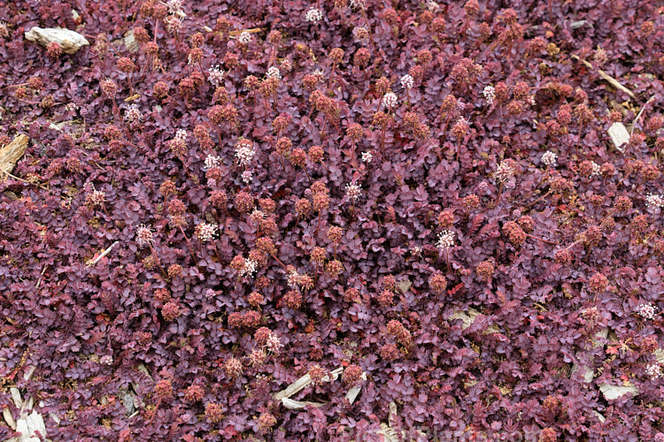 <i>Acaena inermis</i> 'Purpureus', a cultivar of a rhizomatous, prostrate, near-evergreen perennial native to New Zealand. 'Purpureus' has purple-tinted bronze-green foliage. This species is very similar to <i>Acaena microphylla</i>, with near-identical foliage, but its seedheads are on much shorter stems and do not have spines. Order: Rosales, Family: Rosaceae