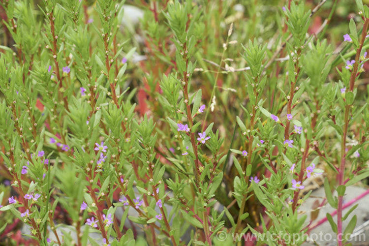 Hyssop. Loosestrife or Grass-Poly (<i>Lythrum hyssopifolia</i>), a small perennial, originally native to Europe but now widespread in the temperate zones. It usually occurs in damp soil and while sometimes cultivated, is usually considered to be a minor weed. lythrum-3116htm'>Lythrum. <a href='lythraceae-plant-family-photoshtml'>Lythraceae</a>.