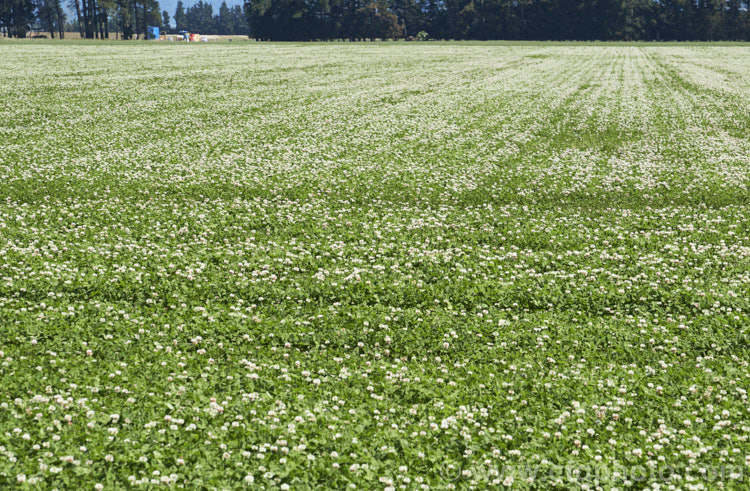 A field of White Clover (<i>Trifolium repens</i>) being grown for seed. This European is species widely grown in pastures as fodder, for its nitrogen fixing properties and for honey production. trifolium-3369htm'>Trifolium.