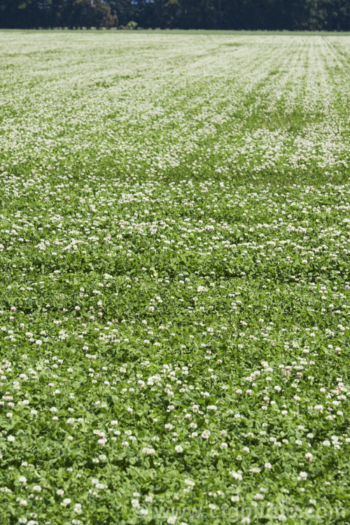 A field of White Clover (<i>Trifolium repens</i>) being grown for seed. This European is species widely grown in pastures as fodder, for its nitrogen fixing properties and for honey production. trifolium-3369htm'>Trifolium.