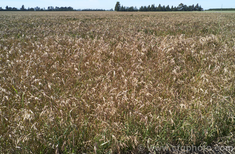 Prairie. Grass (<i>Bromus willdenowii</i>), a South American perennial grass that is now widely naturalised and often grown in hay pastures. Although strong-growing, Prairie. Grass suffers in damp conditions and is prone to fungal problems. Its fruits can be a nuisance as they lodge themselves in socks and are uncomfortably sharp. bromus-2608htm'>Bromus. .