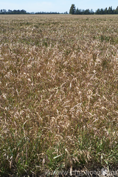 Prairie. Grass (<i>Bromus willdenowii</i>), a South American perennial grass that is now widely naturalised and often grown in hay pastures. Although strong-growing, Prairie. Grass suffers in damp conditions and is prone to fungal problems. Its fruits can be a nuisance as they lodge themselves in socks and are uncomfortably sharp. bromus-2608htm'>Bromus. .