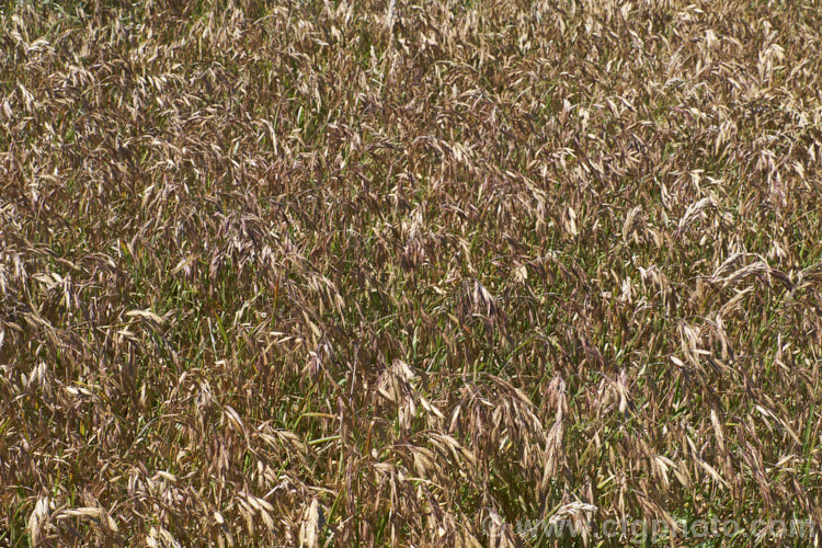 Prairie. Grass (<i>Bromus willdenowii</i>), a South American perennial grass that is now widely naturalised and often grown in hay pastures. Although strong-growing, Prairie. Grass suffers in damp conditions and is prone to fungal problems. Its fruits can be a nuisance as they lodge themselves in socks and are uncomfortably sharp. bromus-2608htm'>Bromus. .