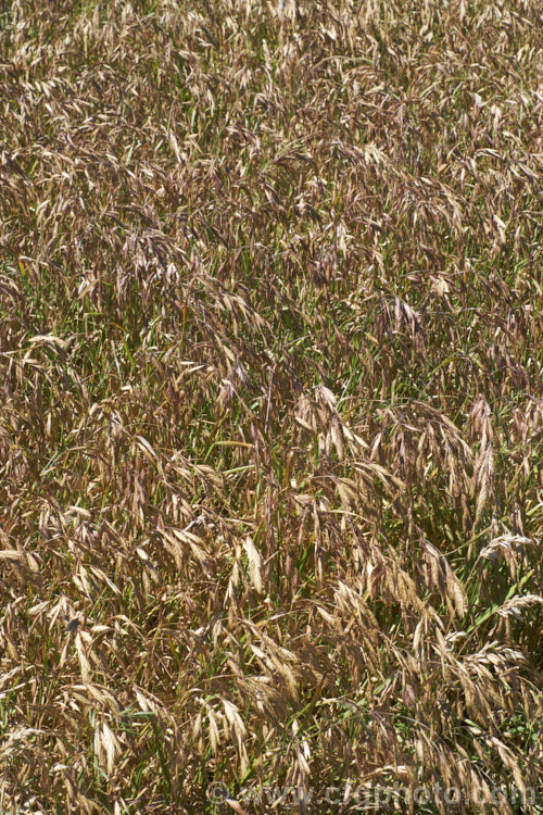 Prairie. Grass (<i>Bromus willdenowii</i>), a South American perennial grass that is now widely naturalised and often grown in hay pastures. Although strong-growing, Prairie. Grass suffers in damp conditions and is prone to fungal problems. Its fruits can be a nuisance as they lodge themselves in socks and are uncomfortably sharp. bromus-2608htm'>Bromus. .