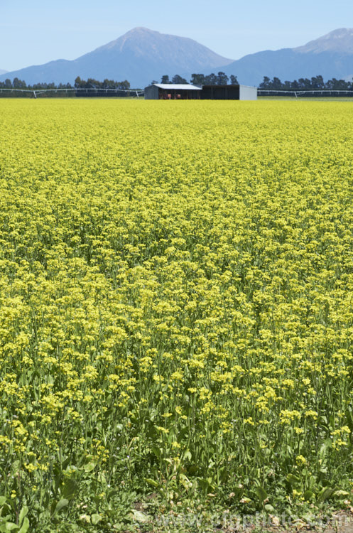 Chinese Oilseed Rape, Edible Rape, Yu Choy or Cantonese Pak Choy (<i>Brassica rapa [syn. Brassica rapa var. parachinensis]), a very useful cabbage family vegetable. Its young shoots, known as Yu Choy, can be picked and eaten; older shoots that are starting to flower can also be used and are then called. Yu Choy. Sum. The seeds are one of several forms of Brassica known as Oilseed Rapes that are used to produce vegetable oils like Canola. Order: Brassicales, Family: Brassicaceae