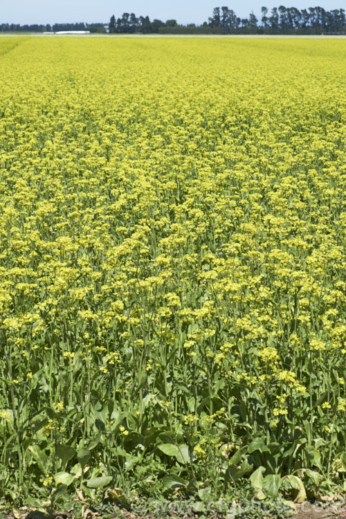 Chinese Oilseed Rape, Edible Rape, Yu Choy or Cantonese Pak Choy (<i>Brassica rapa [syn. Brassica rapa var. parachinensis]), a very useful cabbage family vegetable. Its young shoots, known as Yu Choy, can be picked and eaten; older shoots that are starting to flower can also be used and are then called. Yu Choy. Sum. The seeds are one of several forms of Brassica known as Oilseed Rapes that are used to produce vegetable oils like Canola. Order: Brassicales, Family: Brassicaceae