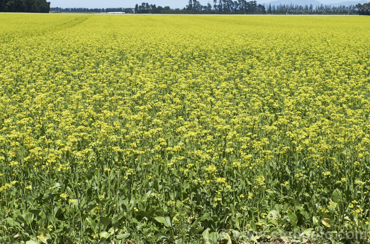 Chinese Oilseed Rape, Edible Rape, Yu Choy or Cantonese Pak Choy (<i>Brassica rapa [syn. Brassica rapa var. parachinensis]), a very useful cabbage family vegetable. Its young shoots, known as Yu Choy, can be picked and eaten; older shoots that are starting to flower can also be used and are then called. Yu Choy. Sum. The seeds are one of several forms of Brassica known as Oilseed Rapes that are used to produce vegetable oils like Canola. Order: Brassicales, Family: Brassicaceae