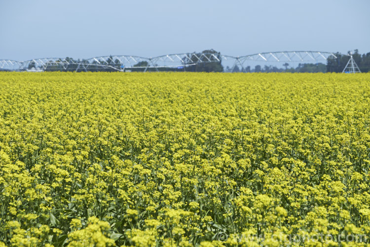 Chinese Oilseed Rape, Edible Rape, Yu Choy or Cantonese Pak Choy (<i>Brassica rapa [syn. Brassica rapa var. parachinensis]), a very useful cabbage family vegetable. Its young shoots, known as Yu Choy, can be picked and eaten; older shoots that are starting to flower can also be used and are then called. Yu Choy. Sum. The seeds are one of several forms of Brassica known as Oilseed Rapes that are used to produce vegetable oils like Canola. Order: Brassicales, Family: Brassicaceae