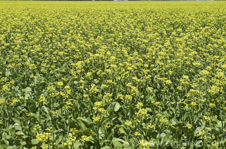 Chinese Oilseed Rape, Edible Rape, Yu Choy or Cantonese Pak Choy (<i>Brassica rapa [syn. Brassica rapa var. parachinensis]), a very useful cabbage family vegetable. Its young shoots, known as Yu Choy, can be picked and eaten; older shoots that are starting to flower can also be used and are then called. Yu Choy. Sum. The seeds are one of several forms of Brassica known as Oilseed Rapes that are used to produce vegetable oils like Canola. Order: Brassicales, Family: Brassicaceae