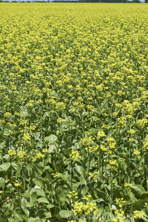 Chinese Oilseed Rape, Edible Rape, Yu Choy or Cantonese Pak Choy (<i>Brassica rapa [syn. Brassica rapa var. parachinensis]), a very useful cabbage family vegetable. Its young shoots, known as Yu Choy, can be picked and eaten; older shoots that are starting to flower can also be used and are then called. Yu Choy. Sum. The seeds are one of several forms of Brassica known as Oilseed Rapes that are used to produce vegetable oils like Canola. Order: Brassicales, Family: Brassicaceae