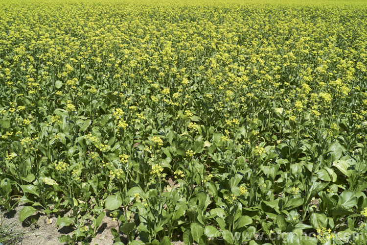 Chinese Oilseed Rape, Edible Rape, Yu Choy or Cantonese Pak Choy (<i>Brassica rapa [syn. Brassica rapa var. parachinensis]), a very useful cabbage family vegetable. Its young shoots, known as Yu Choy, can be picked and eaten; older shoots that are starting to flower can also be used and are then called. Yu Choy. Sum. The seeds are one of several forms of Brassica known as Oilseed Rapes that are used to produce vegetable oils like Canola. Order: Brassicales, Family: Brassicaceae