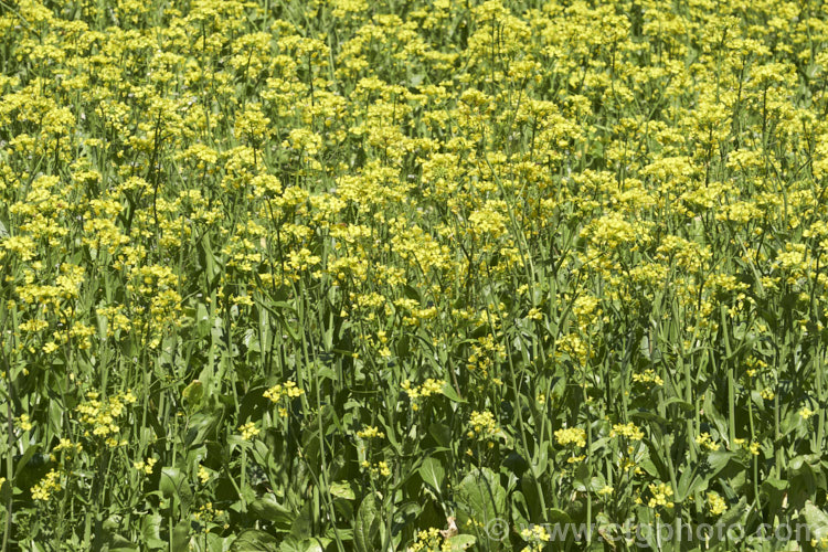 Chinese Oilseed Rape, Edible Rape, Yu Choy or Cantonese Pak Choy (<i>Brassica rapa [syn. Brassica rapa var. parachinensis]), a very useful cabbage family vegetable. Its young shoots, known as Yu Choy, can be picked and eaten; older shoots that are starting to flower can also be used and are then called. Yu Choy. Sum. The seeds are one of several forms of Brassica known as Oilseed Rapes that are used to produce vegetable oils like Canola. Order: Brassicales, Family: Brassicaceae