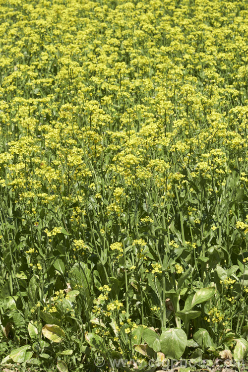 Chinese Oilseed Rape, Edible Rape, Yu Choy or Cantonese Pak Choy (<i>Brassica rapa [syn. Brassica rapa var. parachinensis]), a very useful cabbage family vegetable. Its young shoots, known as Yu Choy, can be picked and eaten; older shoots that are starting to flower can also be used and are then called. Yu Choy. Sum. The seeds are one of several forms of Brassica known as Oilseed Rapes that are used to produce vegetable oils like Canola. Order: Brassicales, Family: Brassicaceae