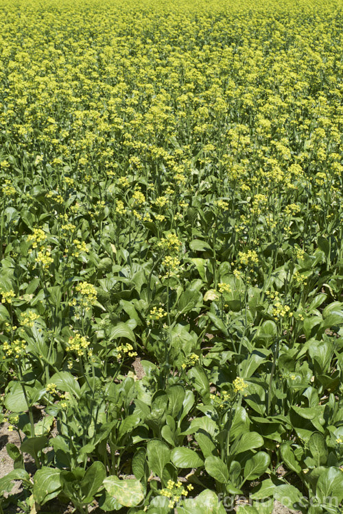 Chinese Oilseed Rape, Edible Rape, Yu Choy or Cantonese Pak Choy (<i>Brassica rapa [syn. Brassica rapa var. parachinensis]), a very useful cabbage family vegetable. Its young shoots, known as Yu Choy, can be picked and eaten; older shoots that are starting to flower can also be used and are then called. Yu Choy. Sum. The seeds are one of several forms of Brassica known as Oilseed Rapes that are used to produce vegetable oils like Canola. Order: Brassicales, Family: Brassicaceae