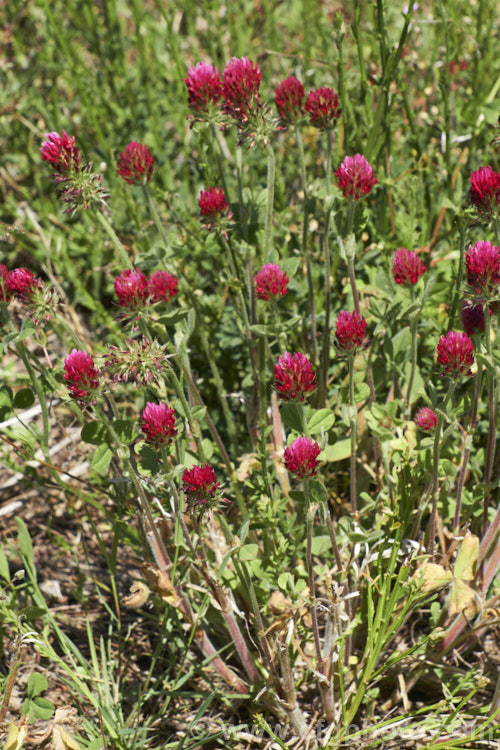 Crimson Clover or Italian Clover (<i>Trifolium incarnatum</i>), an annual or short-lived perennial clover originally native to Europe but now widely cultivated in the perennial zones. The inflorescence can be up to 5cm long. trifolium-3369htm'>Trifolium.