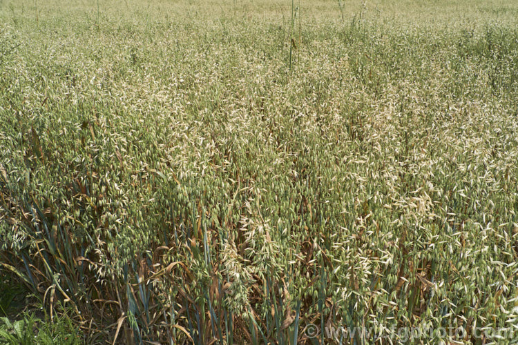 Oats (<i>Avena sativa</i>), a Eurasian grass that is one of the major grain crops. Although a staple food in the Middle. Ages, for many centuries, oats became primarily used as a fodder crop, but with the rise in the consumption of breakfast cereal and mixed grain breads they are once again widely used. avena-2197htm'>Avena. .