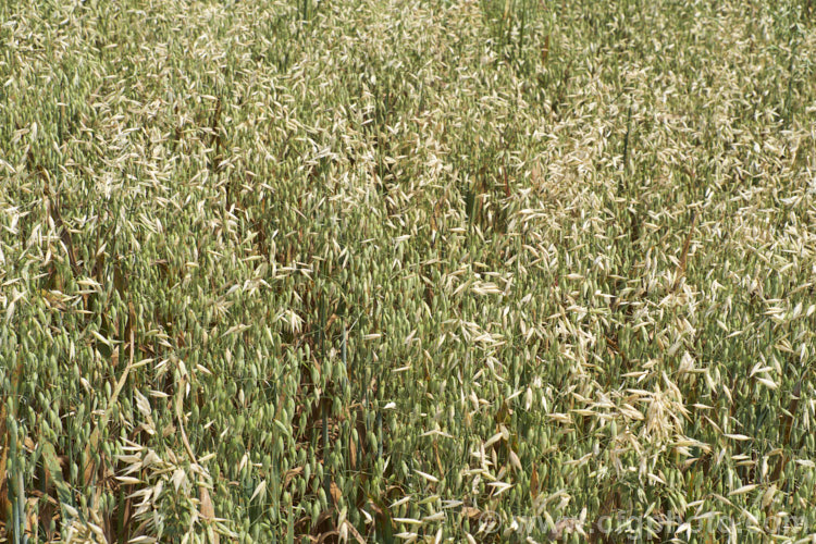 Oats (<i>Avena sativa</i>), a Eurasian grass that is one of the major grain crops. Although a staple food in the Middle. Ages, for many centuries, oats became primarily used as a fodder crop, but with the rise in the consumption of breakfast cereal and mixed grain breads they are once again widely used. avena-2197htm'>Avena. .