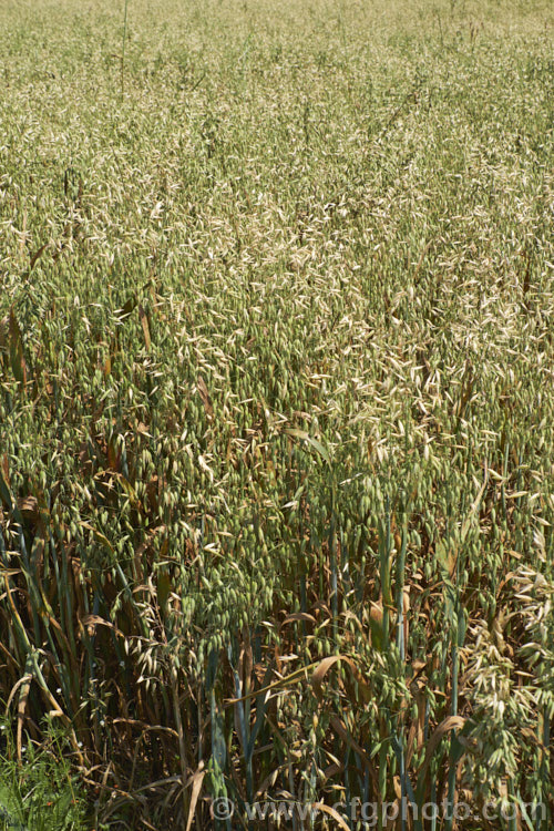 Oats (<i>Avena sativa</i>), a Eurasian grass that is one of the major grain crops. Although a staple food in the Middle. Ages, for many centuries, oats became primarily used as a fodder crop, but with the rise in the consumption of breakfast cereal and mixed grain breads they are once again widely used. avena-2197htm'>Avena. .