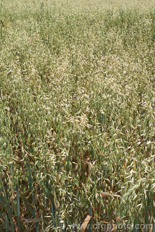 Oats (<i>Avena sativa</i>), a Eurasian grass that is one of the major grain crops. Although a staple food in the Middle. Ages, for many centuries, oats became primarily used as a fodder crop, but with the rise in the consumption of breakfast cereal and mixed grain breads they are once again widely used. avena-2197htm'>Avena. .