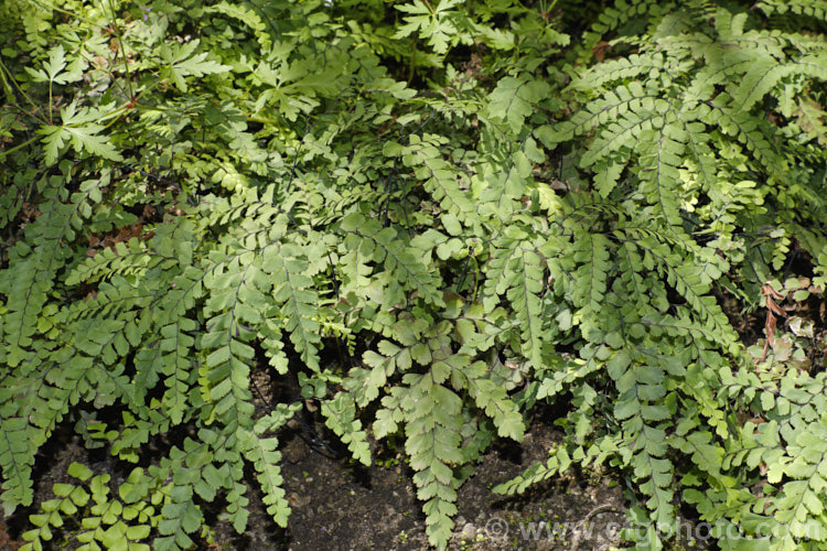 Cunningham's Maidenhair Fern (<i>Adiantum cunninghamii</i>), an evergreen fern found in damp areas throughout New Zealand and also on the Kermadec Islands. The fronds can grow to nearly 40cm long. It is similar to Adiantum diaphanum but is large and with more heavily divided fronds. Order: Polypodiales, Family: Pteridaceae