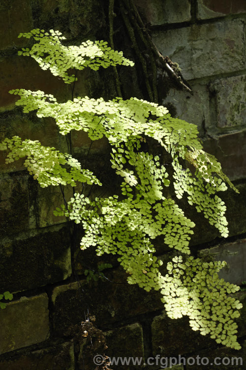 Common Maidenhair Fern (<i>Adiantum aethiopicum</i>), seen here growing in the cracks in brickwork. This spreading, clump-forming fern is found in South Africa, Australia and New Zealand. The fine, lacy, light green fronds are up to 80cm long. This species is one of the maidenhair ferns that is widely cultivated as an indoor plant. Order: Polypodiales, Family: Pteridaceae