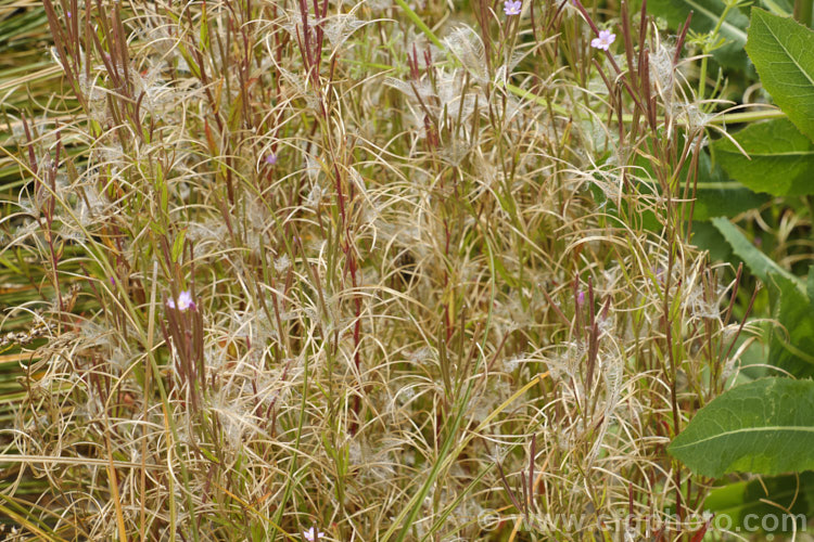 Mature, opening seedheads of Tall Willowherb, Fringed. Willowherb orAmerican. Willowherb (<i>Epilobium ciliatum</i>), a perennial, usually short-lived, that was originally native to North America and temperate. East Asia, but which is now widely naturalised. It blooms in spring and summer and the flowers are followed by these narrow seedpods that split open to release the wind-borne seeds. epilobium-2285htm'>Epilobium. <a href='onagraceae-plant-family-photoshtml'>Onagraceae</a>.