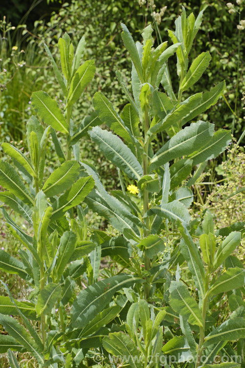 New Zealand Sow Thistle or Puha (<i>Sonchus kirkii</i>), an annual soft thistle native to New Zealand Although widely considered to be a weed, its foliage was an important part of the Maori diet and in recent years the plant has become far less common. Its leaves are smooth, lacking even soft spines, and are often undivided on young plants.