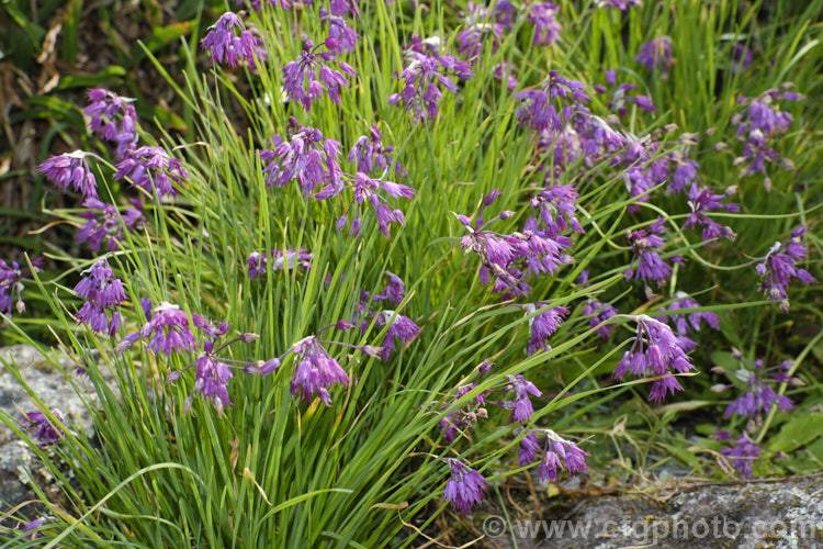 Allium cyathophorum var. farreri, a variety of a early summer-flowering Chinese bulb of the onion family. Sometimes sold as Allium tibeticum, it is remarkably adaptable in cultivation and popular for use in rockeries. allium-2045htm'>Allium.