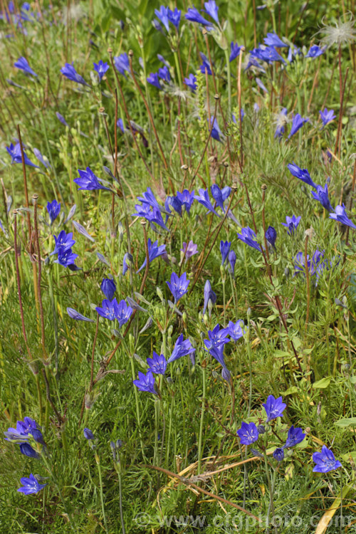 Ithuriel's Spear, Grassnut or Triplet. Lily (<i>Triteleia laxa [syn. Brodiaea laxa]), a western North American summer-flowering corm with wiry flower stems topped with large heads of mauve to purple-blue flowers. The corms are said to be edible. triteleia-2025htm'>Triteleia.