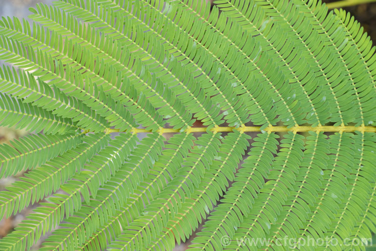 The foliage of the Silk Tree (<i>Albizia julibrissin</i>), a typical bipinnate or doubly pinnate leaf. This 6m tall deciduous tree is found naturally from Iran to Japan. It flowers heavily from mid-summer. The tree is often quite flat-topped, making it an excellent shade tree. albizia-2159htm'>Albizia.