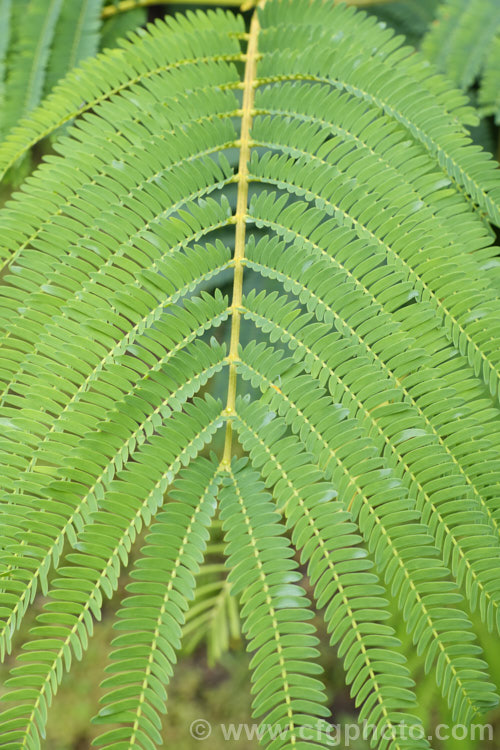 The foliage of the Silk Tree (<i>Albizia julibrissin</i>), a typical bipinnate or doubly pinnate leaf. This 6m tall deciduous tree is found naturally from Iran to Japan. It flowers heavily from mid-summer. The tree is often quite flat-topped, making it an excellent shade tree. albizia-2159htm'>Albizia.