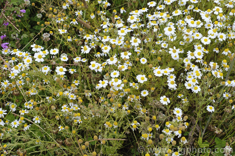 Mayweed or Stinking Chamomile (<i>Anthemis cotula</i>), an aromatic annual or short-lived perennial found naturally from Europe to North Africa and the Middle. East and widely naturalised as a weed in many temperate areas. anthemis-2193htm'>Anthemis.