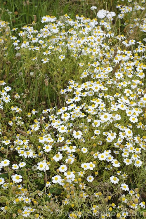 Mayweed or Stinking Chamomile (<i>Anthemis cotula</i>), an aromatic annual or short-lived perennial found naturally from Europe to North Africa and the Middle. East and widely naturalised as a weed in many temperate areas. anthemis-2193htm'>Anthemis.