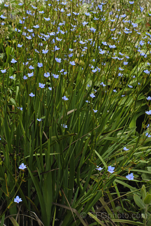 Blue-eyed. Iris (<i>Aristea ecklonii</i>), a late spring- to summer-flowering, sword-leaved perennial found naturally over much of southern and western Africa. It has become a weed in some areas, especially parts of Australia. Order: Asparagales, Family: Iridaceae