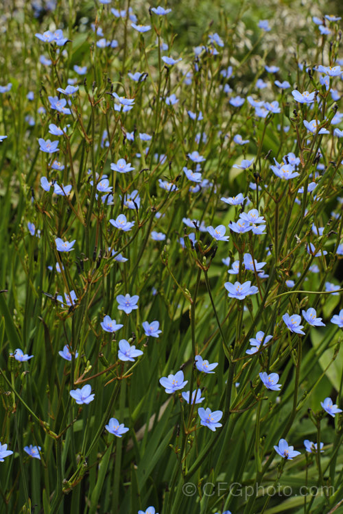 Blue-eyed. Iris (<i>Aristea ecklonii</i>), a late spring- to summer-flowering, sword-leaved perennial found naturally over much of southern and western Africa. It has become a weed in some areas, especially parts of Australia. Order: Asparagales, Family: Iridaceae