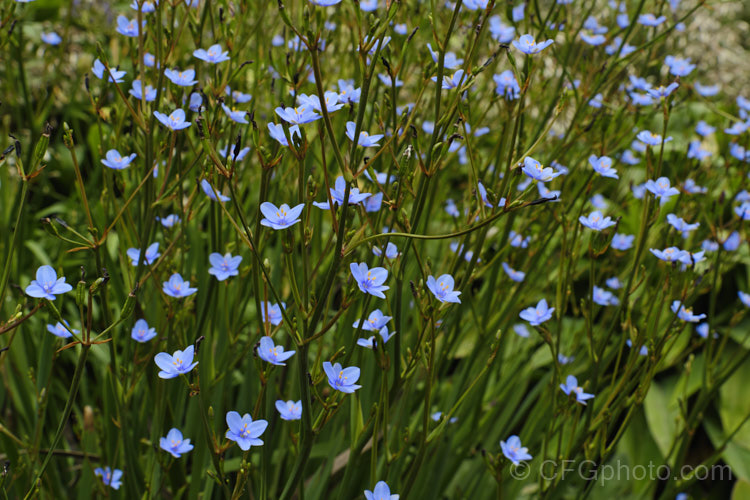 Blue-eyed. Iris (<i>Aristea ecklonii</i>), a late spring- to summer-flowering, sword-leaved perennial found naturally over much of southern and western Africa. It has become a weed in some areas, especially parts of Australia. Order: Asparagales, Family: Iridaceae