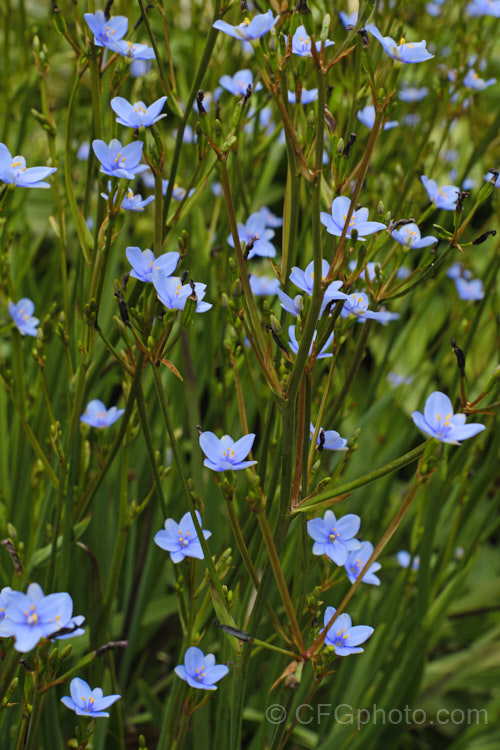 Blue-eyed. Iris (<i>Aristea ecklonii</i>), a late spring- to summer-flowering, sword-leaved perennial found naturally over much of southern and western Africa. It has become a weed in some areas, especially parts of Australia. Order: Asparagales, Family: Iridaceae