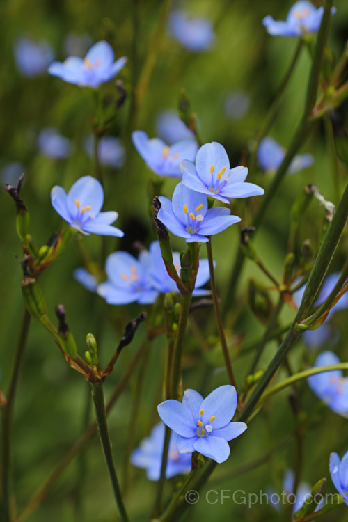 Blue-eyed. Iris (<i>Aristea ecklonii</i>), a late spring- to summer-flowering, sword-leaved perennial found naturally over much of southern and western Africa. It has become a weed in some areas, especially parts of Australia. Order: Asparagales, Family: Iridaceae