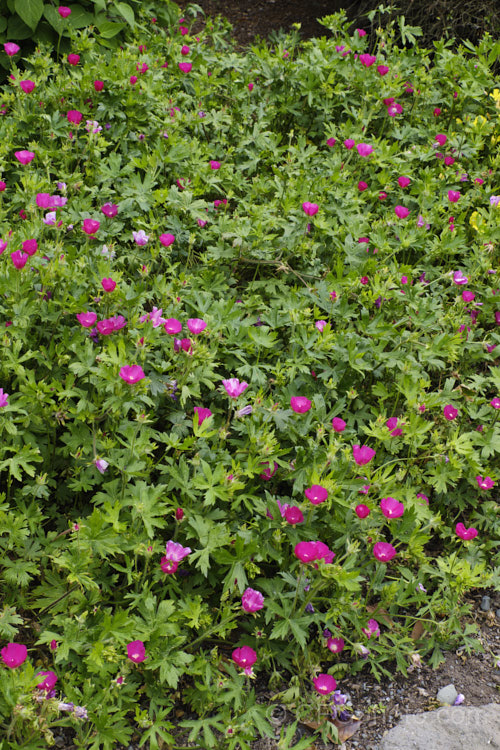 Purple Poppy. Mallow (<i>Callirhoe involucrata</i>), a low, spreading, summer-flowering perennial native to the western United States. The plant develops a long taproot and its flowers, usually white-centred, range for mid pink to deep magenta in colour. callirhoe-2623htm'>Callirhoe.