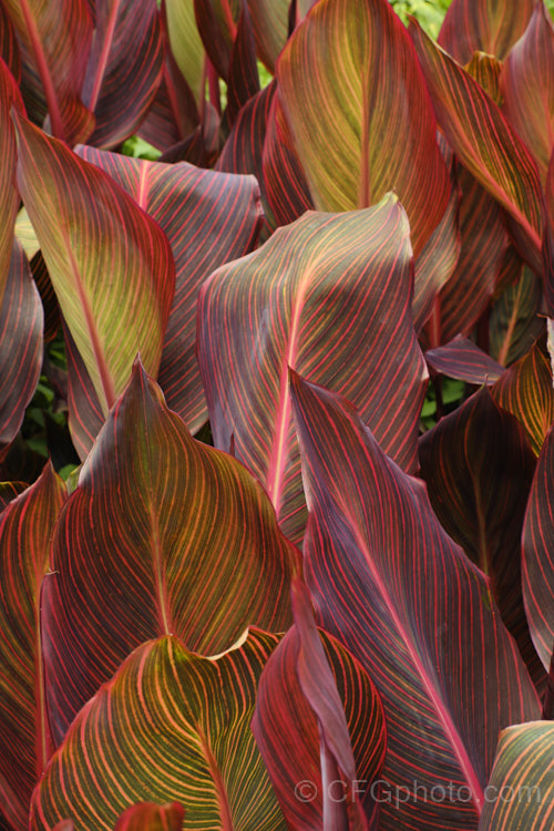 The foliage of Canna x generalis 'Tropicanna', one of the many cultivars of this group of hybrid rhizomatous perennials of species from the American tropics and subtropics 'Tropicanna' has bright orange flowers but is really grown more for its boldly marked leaves. Order: Zingiberales, Family: Cannaceae