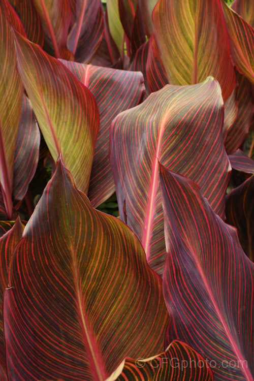 The foliage of Canna x generalis 'Tropicanna', one of the many cultivars of this group of hybrid rhizomatous perennials of species from the American tropics and subtropics 'Tropicanna' has bright orange flowers but is really grown more for its boldly marked leaves. Order: Zingiberales, Family: Cannaceae