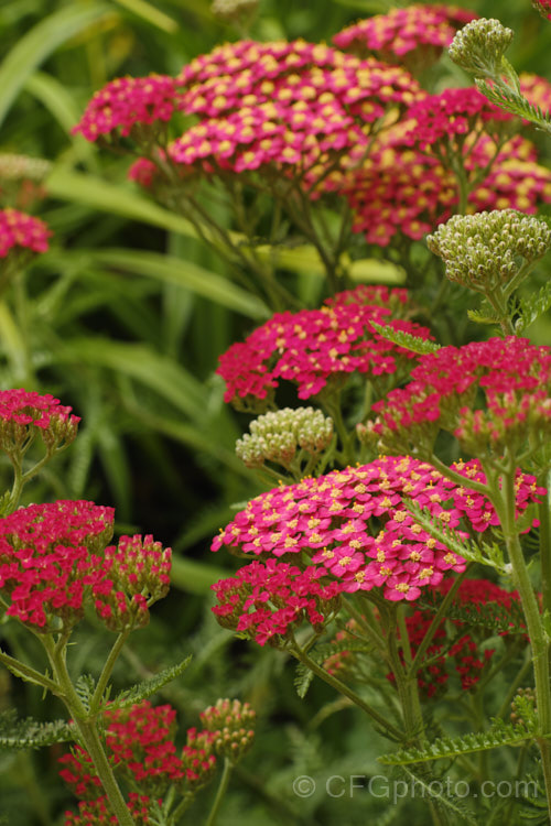 <i>Achillea millefolium</i> 'The Beacon' (syn 'Fanal'), a popular garden cultivar of Yarrow, a vigorous, summer-flowering Eurasian perennial that has naturalised in many parts of the world. Order: Asterales, Family: Asteraceae