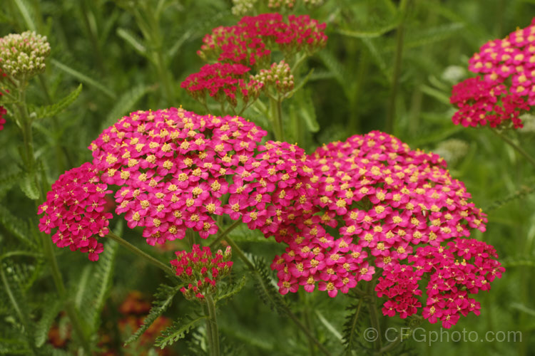 <i>Achillea millefolium</i> 'The Beacon' (syn 'Fanal'), a popular garden cultivar of Yarrow, a vigorous, summer-flowering Eurasian perennial that has naturalised in many parts of the world. Order: Asterales, Family: Asteraceae