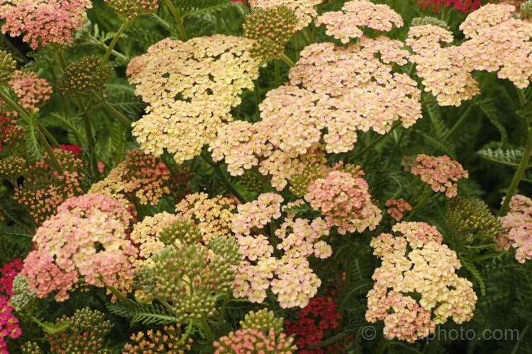 <i>Achillea</i> 'Salmon Beauty' (syn 'Lachsschoenheit'), one of the Galaxy series hybrids between <i>Achillea millefolium</i> and <i>Achillea</i> 'Taygetea'. It grows to around 75cm tall and bears strong stemmed flowers in summer. Order: Asterales, Family: Asteraceae