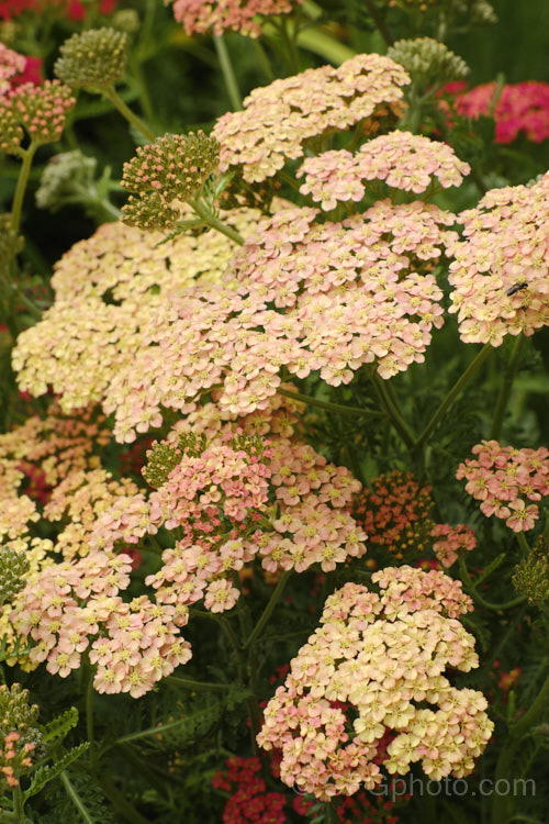 <i>Achillea</i> 'Salmon Beauty' (syn 'Lachsschoenheit'), one of the Galaxy series hybrids between <i>Achillea millefolium</i> and <i>Achillea</i> 'Taygetea'. It grows to around 75cm tall and bears strong stemmed flowers in summer. Order: Asterales, Family: Asteraceae