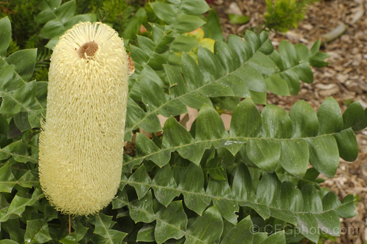 Giant Banksia or Bull. Banksia (<i>Banksia grandis</i>), a small evergreen tree to 8m tall, native to southwestern Australia. The deeply cut foliage is a distinctive feature and is incised to the midrib. Order: Proteales, Family: Proteaceae