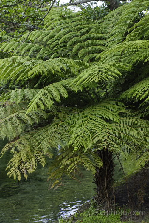 Silver Fern or Ponga (<i>Cyathea dealbata [syn. Alsophila tricolor]), a tree fern native to New Zealand. The undersides of the mature fronds are silvery. Order: Cyatheales, Family: Cyatheaceae