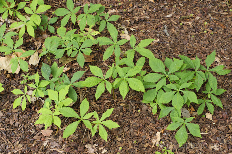 Seedlings of Horse Chestnut (<i>Aesculus hippocastanum</i>) under a mature tree. This 15-25m tall deciduous tree is native to Greece, Albania and Bulgaria. The spring-borne flowers develop into spiky fruiting bodies, each containing two or three hard nuts. Order Sapindales, Family: Sapindaceae