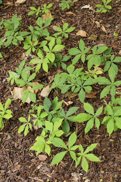 Seedlings of Horse Chestnut (<i>Aesculus hippocastanum</i>) under a mature tree. This 15-25m tall deciduous tree is native to Greece, Albania and Bulgaria. The spring-borne flowers develop into spiky fruiting bodies, each containing two or three hard nuts. Order Sapindales, Family: Sapindaceae