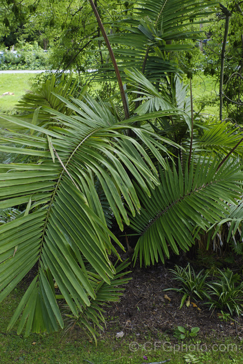 Macarthur. Palm (<i>Ptychosperma macarthurii</i>), a multi-trunked, clump-forming feather palm with a rather disrupted distribution from tropical Queensland to Northern Territory and New Guinea. While not common in the wild, it is extensively cultivated. It produces pendulous sprays of cream flowers that are followed by red fruits. ptychosperma-2550htm'>Ptychosperma.